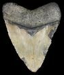 Bargain, Megalodon Tooth - North Carolina #52291-2